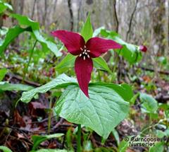 تریلیوم قرمز